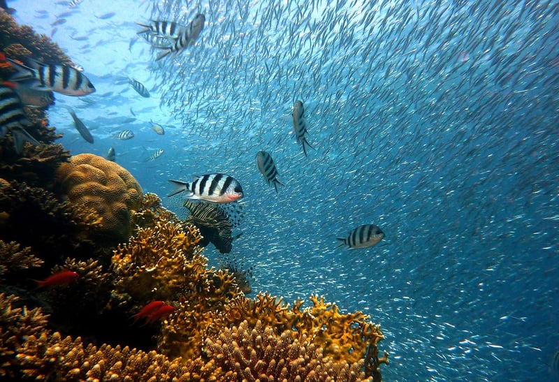 Coral Reef Ecosystems